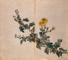 A plant, possibly a chrysanthemum: flowering stem. Creator: Unknown.