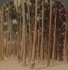'Toddy palms 100 ft. tall, Pagan, Burma', 1907. Artists: Elmer Underwood, Bert Elias Underwood.