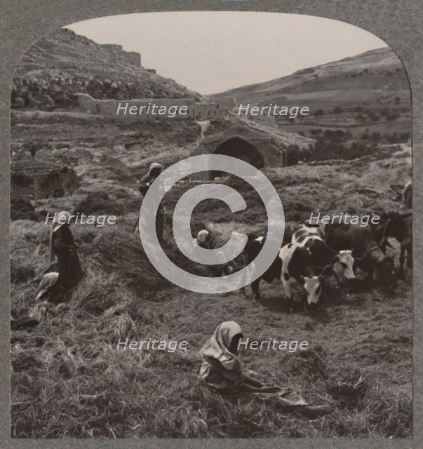 'Threshing grain near Jacob's Well', c1900. Artist: Unknown.