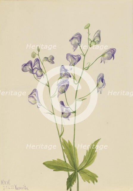 Western Monkshood (Aconitum columbianum), 1933. Creator: Mary Vaux Walcott.