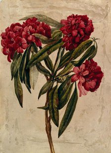 A flowering branch of rhododendron. Creator: Unknown.