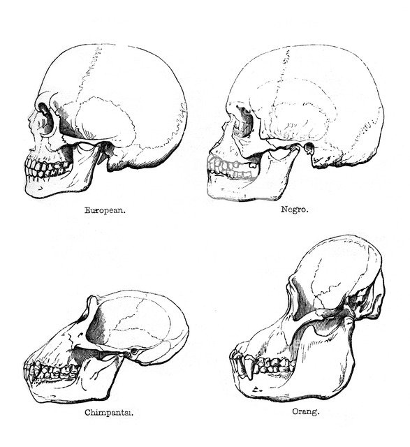 Lateral view of the skull or profile, 1848. Artist: Unknown