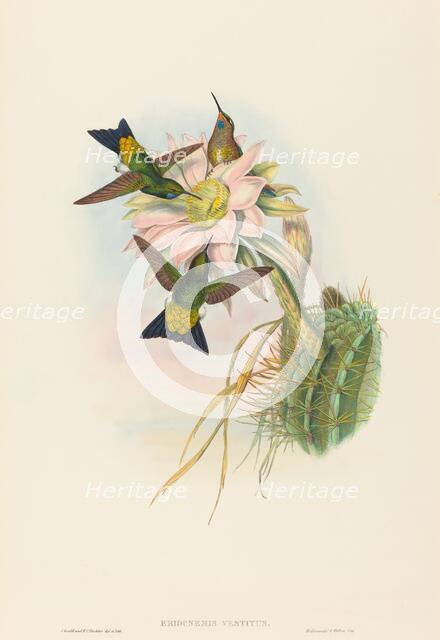 Eriocnemis vestitus (Glowing Puff-Leg). Creators: John Gould, Henry Constantine Richter.