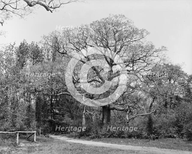 Oaks, Waverly, between 1900 and 1906. Creator: Unknown.