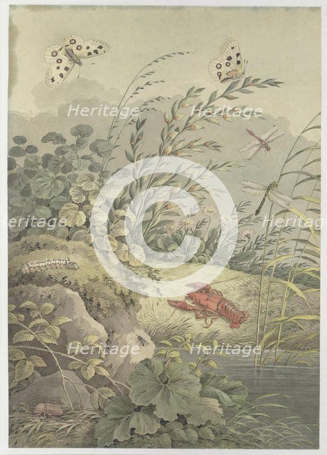Piece of water with crab, butterflies, dragonflies and sea-buckthorn, c. 1800. Creator: Zingg, Adrian (1734-1816).
