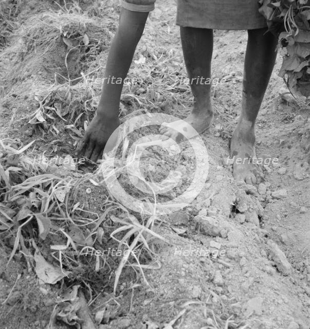Thirteen year old daughter of Negro sharecropper planting..., Olive Hill, North Carolina, 1939. Creator: Dorothea Lange.