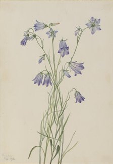 Harebell (Campanula rotundifolia), 1916. Creator: Mary Vaux Walcott.