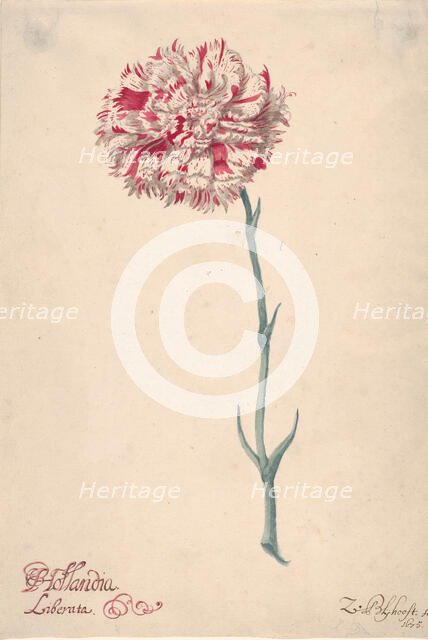 A Carnation ("Hollandia Liberata"), 1675. Creator: Zacharias Blijhooft.