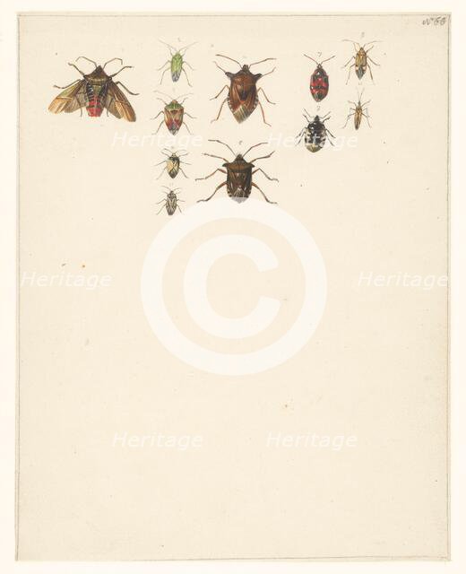Study sheet with eleven different beetles, 1824-1900. Creator: Albertus Steenbergen.