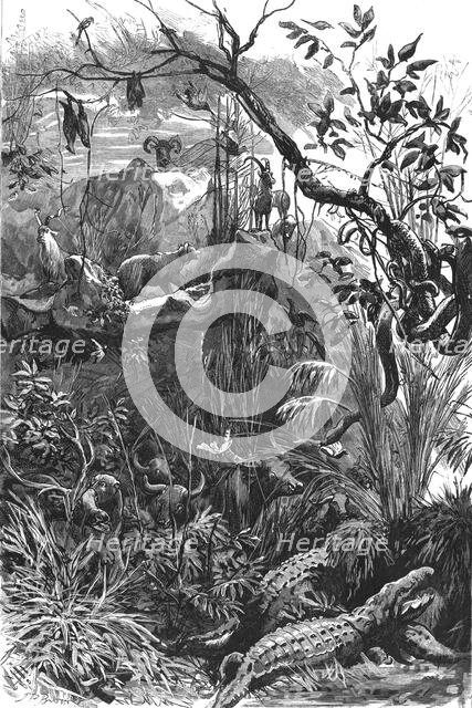 'The Colonial Exhibition: India, The Jungle', 1886.  Creator: Unknown.