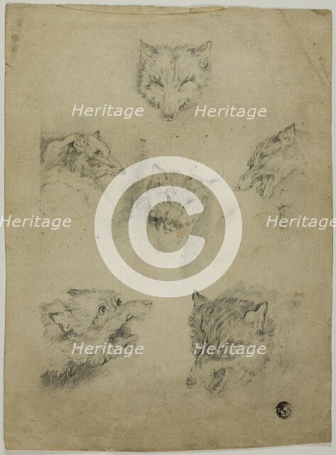 Six Sketches of Wolf Heads, n.d. Creator: Unknown.