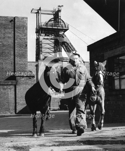 Pit ponies, South Yorkshire, 1967. Artist: Michael Walters