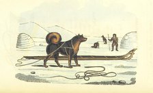 Husky and sledge, 1825.  Creator: Unknown.