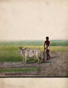 A man ploughing land with oxen, (between 1800 and 1899?). Creator: Unknown.