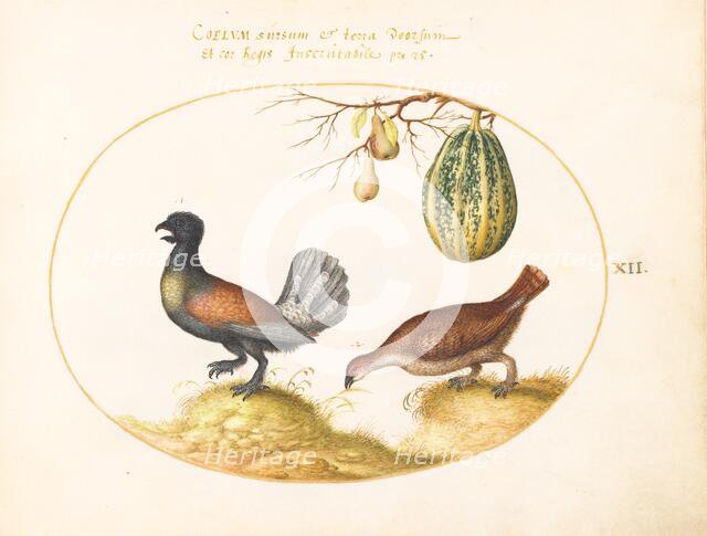 Animalia Volatilia et Amphibia (Aier): Plate XII, c. 1575/1580. Creator: Joris Hoefnagel.