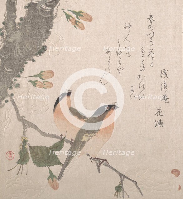 Bullfinches and Cherry Blossoms, 19th century. Creator: Kubo Shunman.