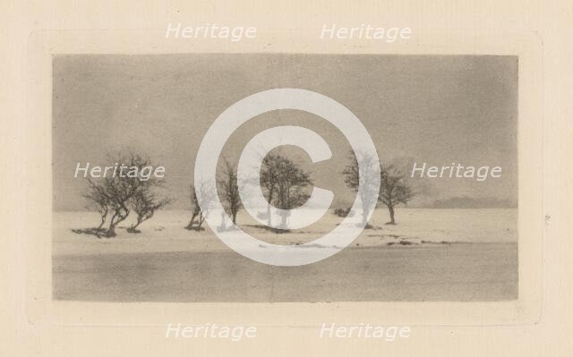 Gnarled Thorn Trees, 1893, printed 1895. Creator: Dr Peter Henry Emerson.