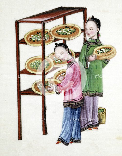 Women feeding silkworms on mulberry leaves, 19th century. Artist: Unknown