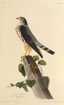 The merlin. From "The Birds of America", 1827-1838. Creator: Audubon, John James (1785-1851).