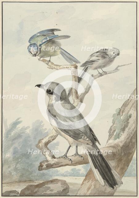 Three birds: a tail tit, a blue tit and a Klapekster or big clawier, 1756. Creator: Aert Schouman.
