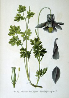 Alpine columbine, 1893. Artist: Unknown