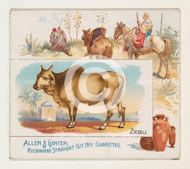 Zebu, from Quadrupeds series (N41) for Allen & Ginter Cigarettes, 1890. Creator: Allen & Ginter.