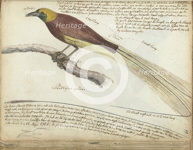 Bird of Paradise, 1785. Creator: Jan Brandes.