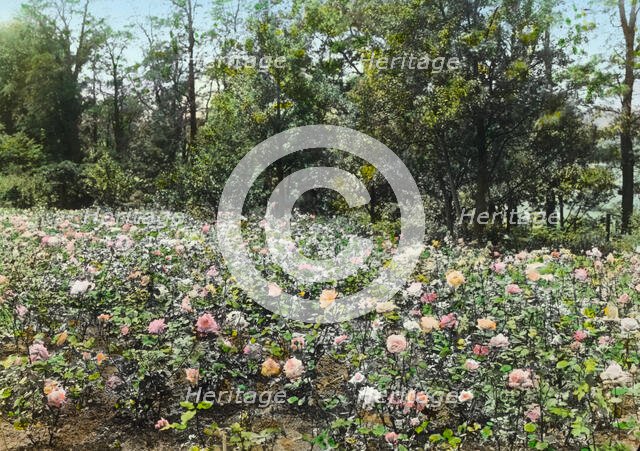 "Willowmere," Rear Admiral Aaron Ward house, 435 Bryant Avenue, Roslyn Harbor, New York, c1914. Creator: Frances Benjamin Johnston.
