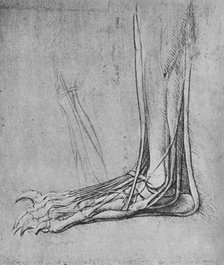 'Dissection of a Bear's Foot to the Left', c1480 (1945). Artist: Leonardo da Vinci.