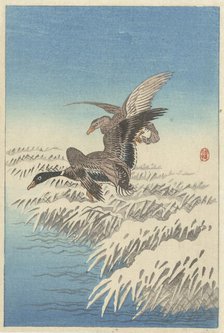 Flock of ducks flying above snowy reed collar. Creator: Ohara, Koson (1877-1945).