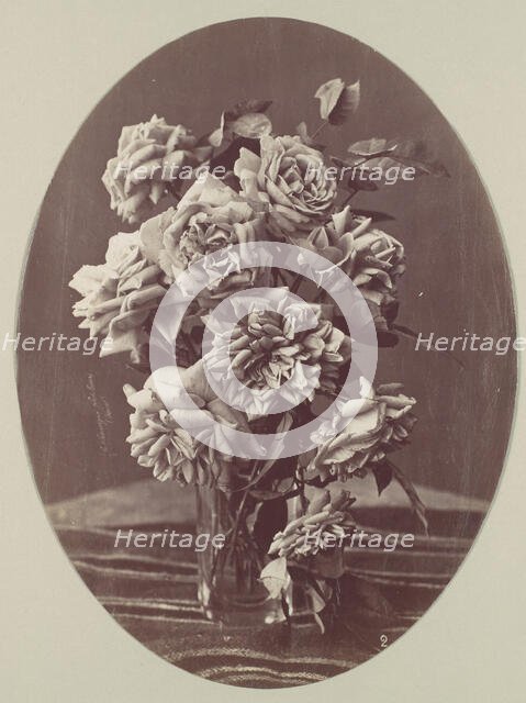 [Roses], ca. 1875. Creator: Eugène Chauvigné.