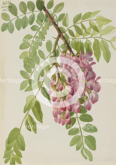 New Mexican Locust (Robinia neomexicana), 1938. Creator: Mary Vaux Walcott.
