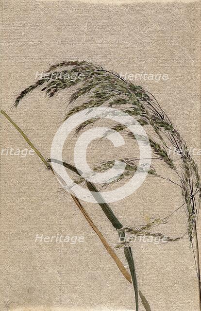 A grass (Panicum species): seed head and stalk, c19th century. Creator: Unknown.