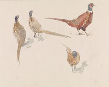 Four pheasants, 1864-1936. Creator: Johannes Cornelis van Essen.