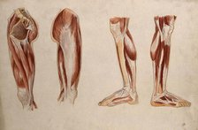 Muscles of the leg and foot: four écorché figures, 1880. Creator: Adele Mongredien.