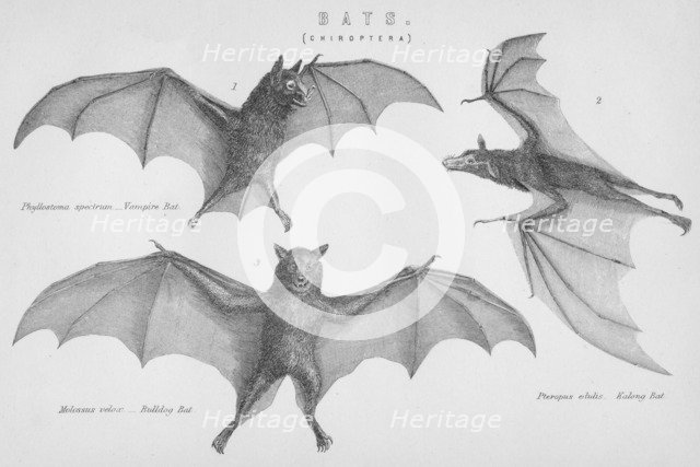 'Bats. (Chiroptera)', 1885. Artist: Unknown.