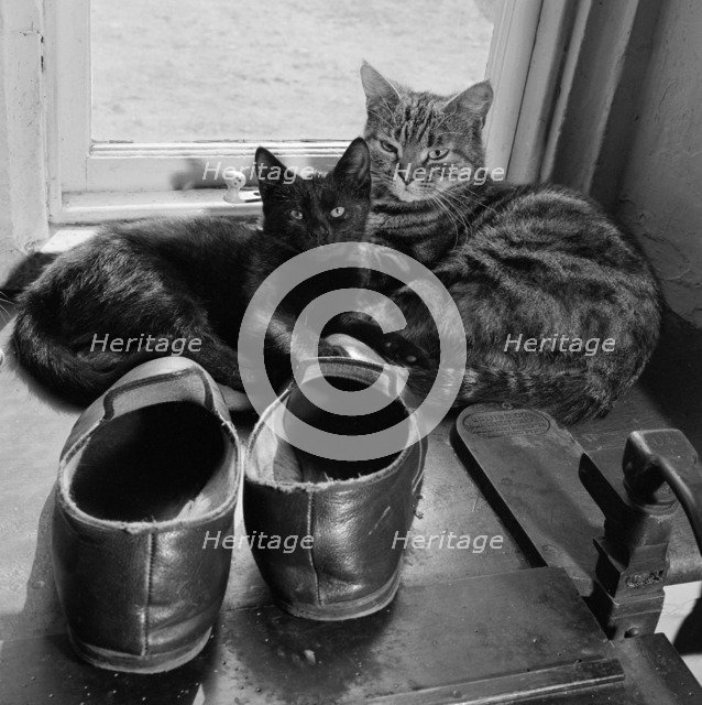 Two cats beside a pair of slippers on the window sill of a house in Lacock, Wiltshire, 1950s. Artist: John Gay.