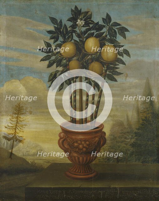 Orange tree in urn, 1733. Creator: David von Coln.