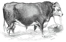 Mr. W. Perry's Hereford bull, 1844. Creator: Unknown.