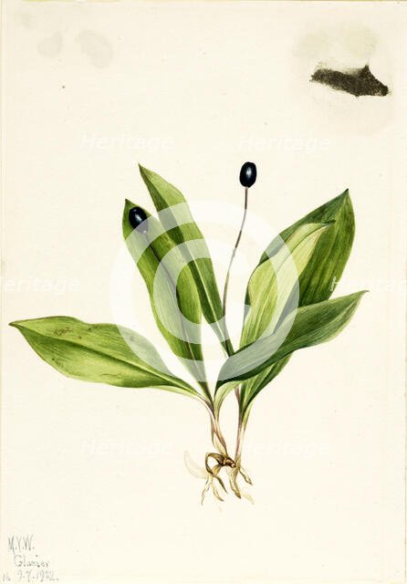 Queencup (Clintonia uniflora), 1922. Creator: Mary Vaux Walcott.