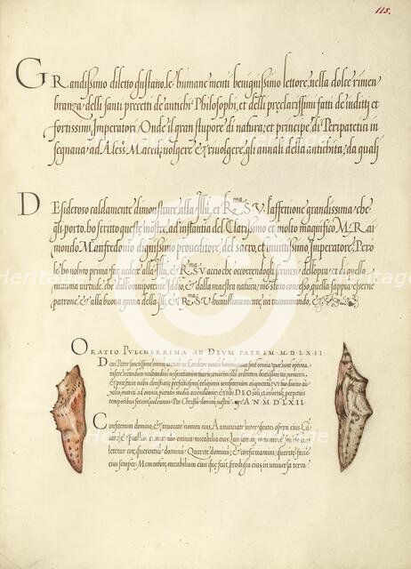 Butterfly Pupae; Mira calligraphiae monumenta, 1561-1562; illumination added 1591-1596. Creator: Joris Hoefnagel.