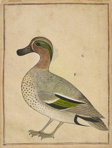 A Green-winged Teal, ca. 1730. Creator: Unknown.