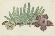Stapelia hirsuta (L.) (Starfish flower), 1777-1786. Creator: Robert Jacob Gordon.