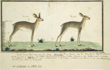 Raphicerus campestris (Steenbok), 1777-1786. Creator: Robert Jacob Gordon.