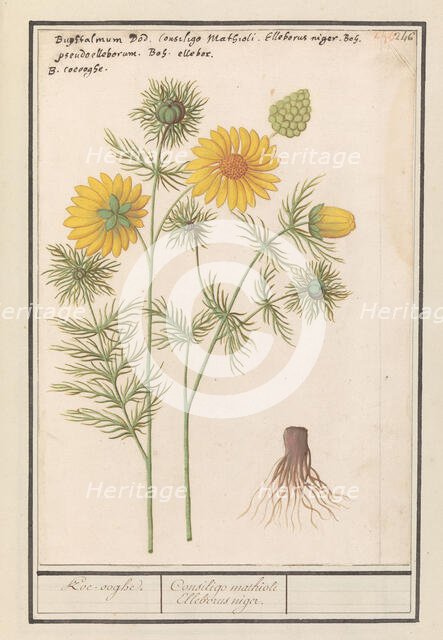 Spring Adonis (Adonis vernalis), 1596-1610. Creators: Anselmus de Boodt, Elias Verhulst.