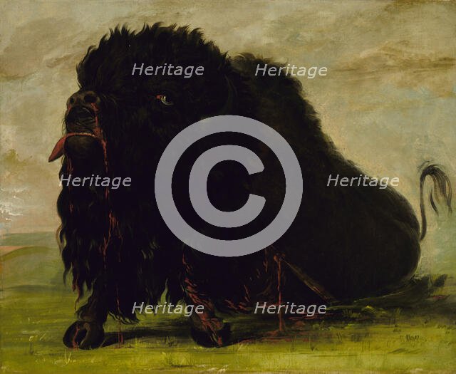 Dying Buffalo, Shot with an Arrow, 1832-1833. Creator: George Catlin.