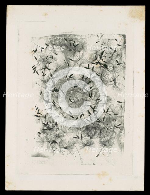 [Dandelion Seeds], 1858 or later. Creator: William Henry Fox Talbot.