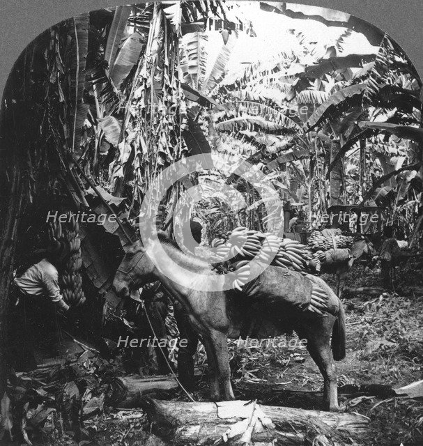 Harvesting bananas, Costa Rica, 1909. Artist: Unknown