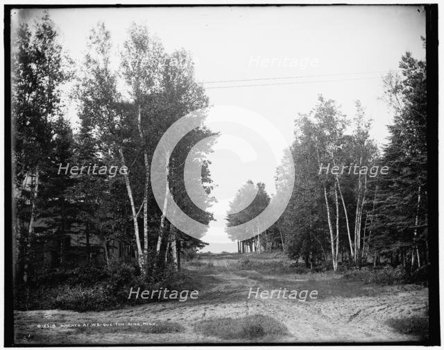 Birches at We-que-ton-sing, Mich., between 1890 and 1901. Creator: Unknown.
