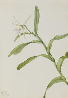 White Epidendrum (Epidendrum nocturnum), 1919. Creator: Mary Vaux Walcott.